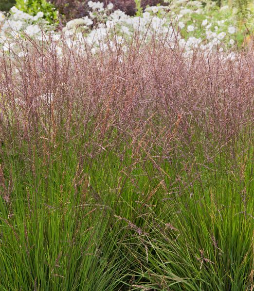 Molinia caerulea 'Edith Dudszus'